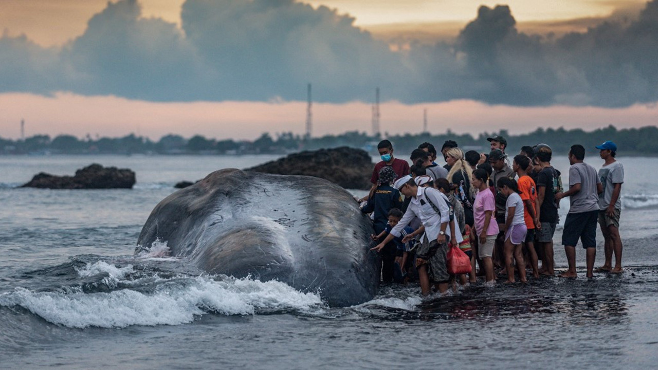Paus Sperma yang Terseret ke Pantai Bali Menjadi Pengingat Pentingnya Upaya Konservasi